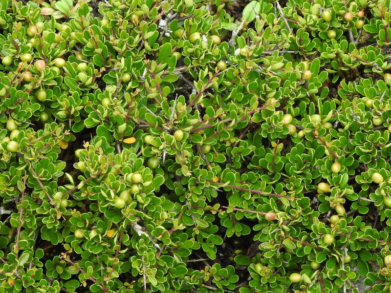 Rhamnus kanagusukii, photographed by Jacy Chen