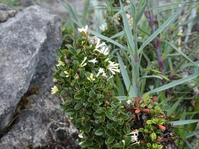 Ligustrum morrisonense, photographed by Jacy Chen
