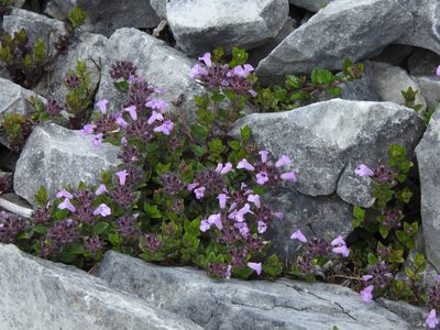 Clinopodium laxiflorum, photographed by Jacy Chen
