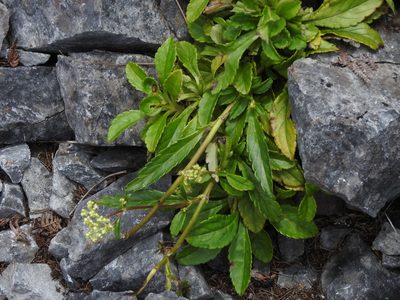 Patrinia glabrifolia, photographed by Jacy Chen