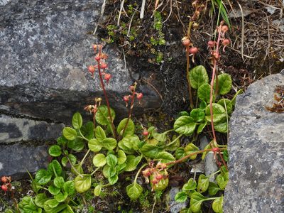 Pyrola morrisonensis, photographed by Jacy Chen