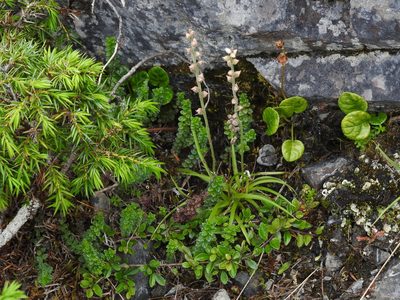 Aletris spicata, photographed by Jacy Chen