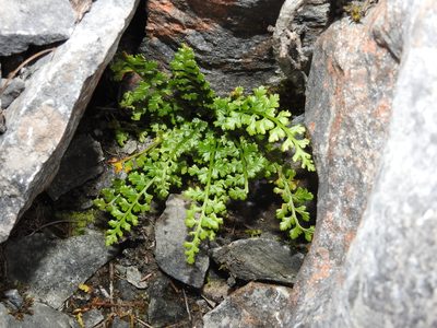 Asplenium exiguum, photographed by Jacy Chen