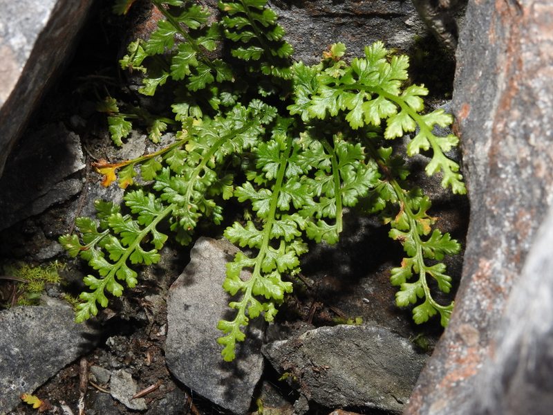 Asplenium exiguum, photographed by Jacy Chen