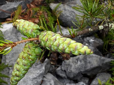 Pinus morrisonicola, photographed by Jacy Chen