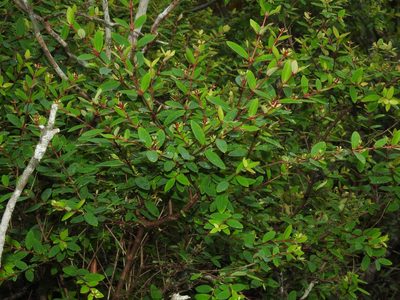 Hypericum nakamurae, photographed by Jacy Chen