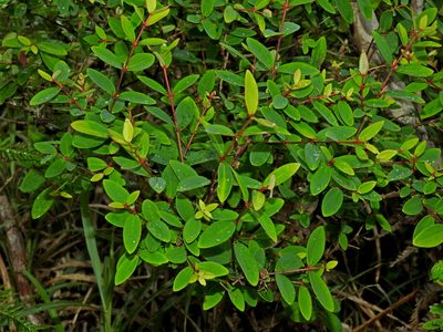 Hypericum nakamurae, photographed by Jacy Chen