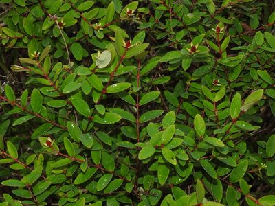 Hypericum nakamurae, photographed by Jacy Chen