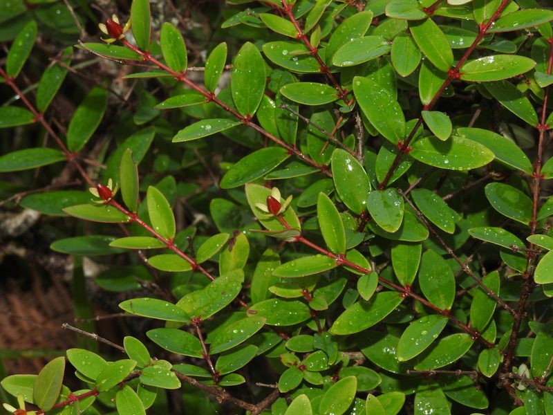 Hypericum nakamurae, photographed by Jacy Chen