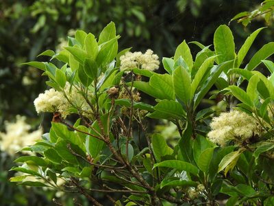 Hydrangea integrifolia, photographed by Jacy Chen