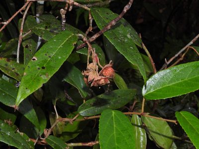 Rubus liui, photographed by Jacy Chen