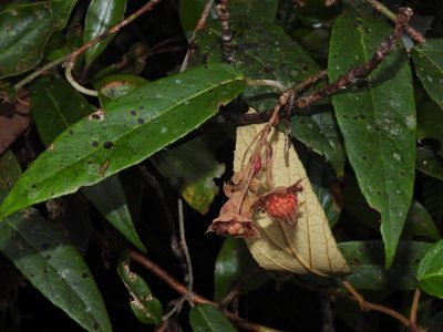 Rubus liui, photographed by Jacy Chen