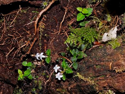 Mitchella undulata, photographed by Jacy Chen