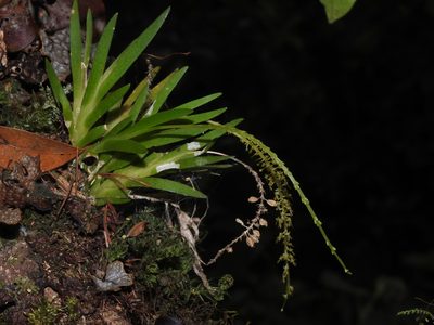 Oberonia caulescens, photographed by Jacy Chen