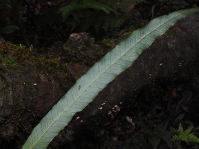 Selliguea engleri, photographed by Jacy Chen
