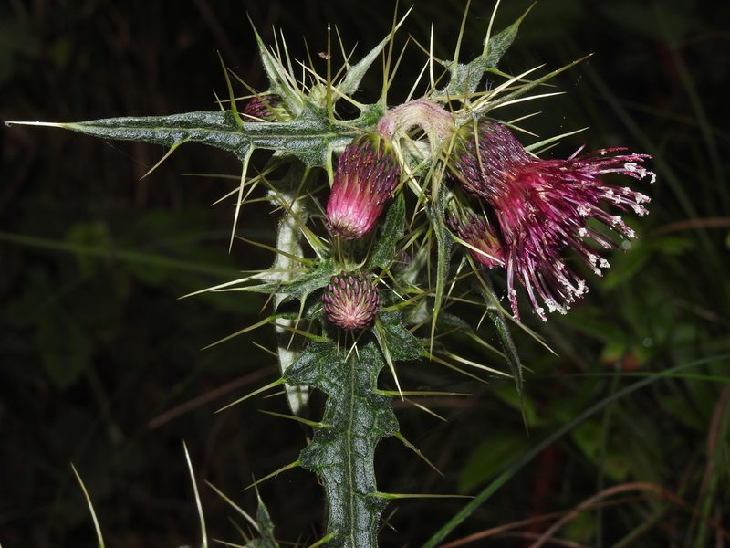 Cirsium suzukii, photographed by Jacy Chen