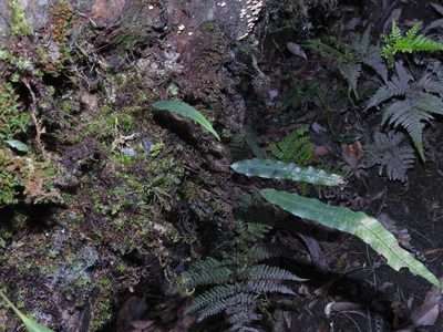 Selliguea engleri, photographed by Jacy Chen