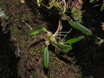Bulbophyllum melanoglossum, photographed by Jacy Chen