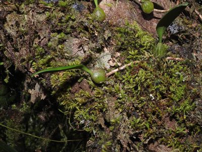Bulbophyllum melanoglossum, photographed by Jacy Chen