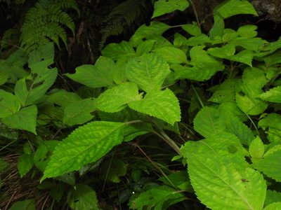 Collinsonia macrobracteata, photographed by Jacy Chen