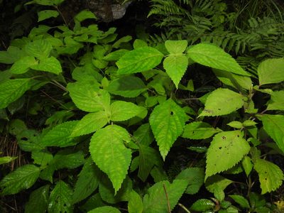 Collinsonia macrobracteata, photographed by Jacy Chen