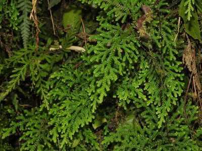 Selaginella labordei, photographed by Jacy Chen