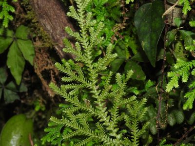 Selaginella labordei, photographed by Jacy Chen