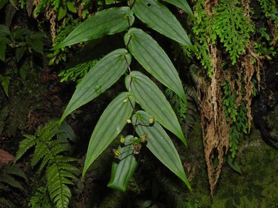 Tricyrtis suzukii, photographed by Jacy Chen
