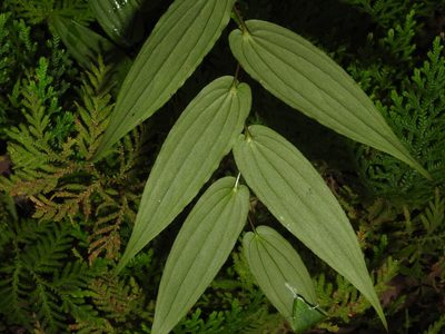 Tricyrtis suzukii, photographed by Jacy Chen