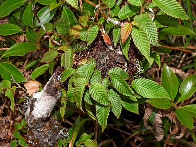 Carpinus rankanensis, photographed by Jacy Chen