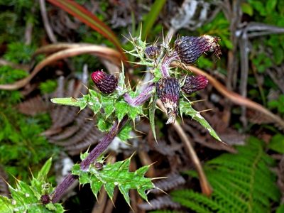 Cirsium suzukii, photographed by Jacy Chen