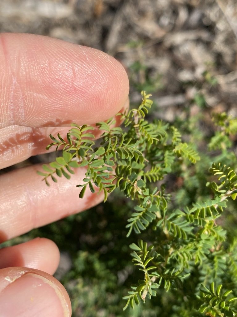 Gompholobium foliolosum, photographed by Greg Tasney
