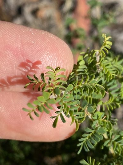 Gompholobium foliolosum, photographed by Greg Tasney