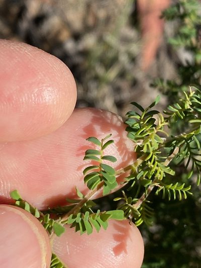 Gompholobium foliolosum, photographed by Greg Tasney