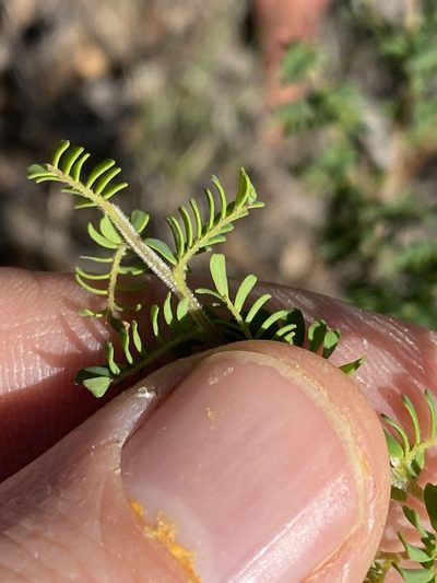 Gompholobium foliolosum, photographed by Greg Tasney