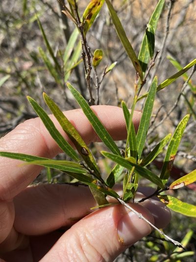 Notelaea linearis, photographed by Greg Tasney