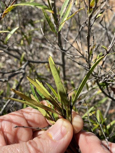 Notelaea linearis, photographed by Greg Tasney