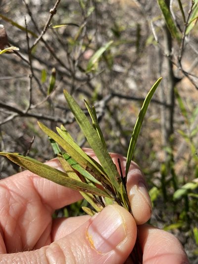 Notelaea linearis, photographed by Greg Tasney