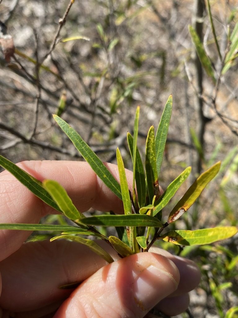 Notelaea linearis, photographed by Greg Tasney