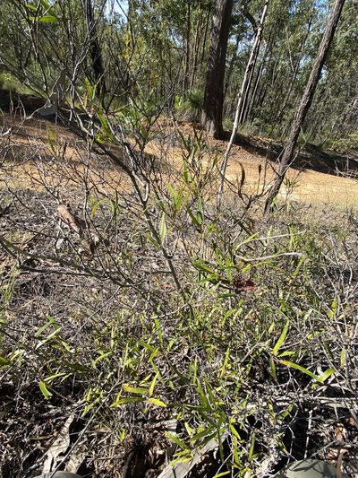 Notelaea linearis, photographed by Greg Tasney