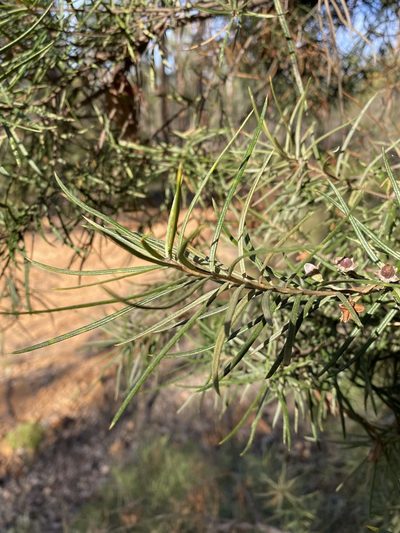 Lysicarpus angustifolius, photographed by Greg Tasney
