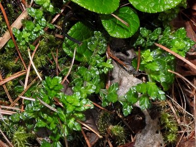 Euphrasia tarokoana, photographed by Jacy Chen