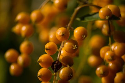 Duranta erecta, photographed by Kevin Faccenda