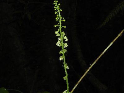 Calanthe davidii, photographed by Jacy Chen