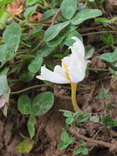 Crocus vallicola, photographed by Марина
