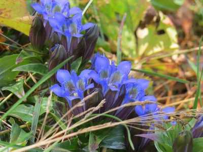 Gentiana septemfida, photographed by Марина