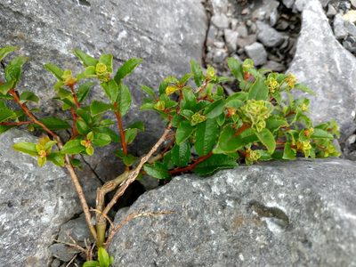 Salix taiwanalpina, photographed by Jacy Chen