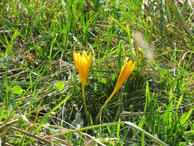 Crocus scharojanii, photographed by Марина
