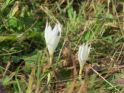 Crocus vallicola, photographed by Марина