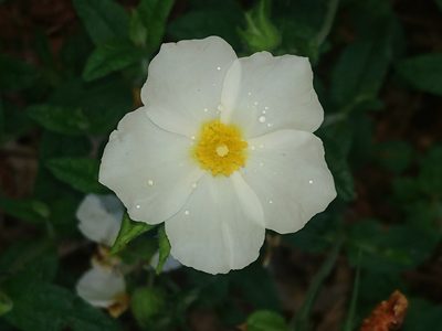 Cistus inflatus, photographed by Jose Castro